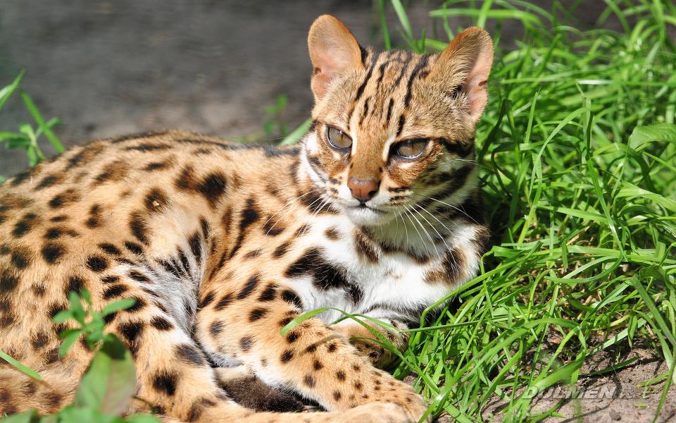Leopard cat (Prionailurus bengalensis)